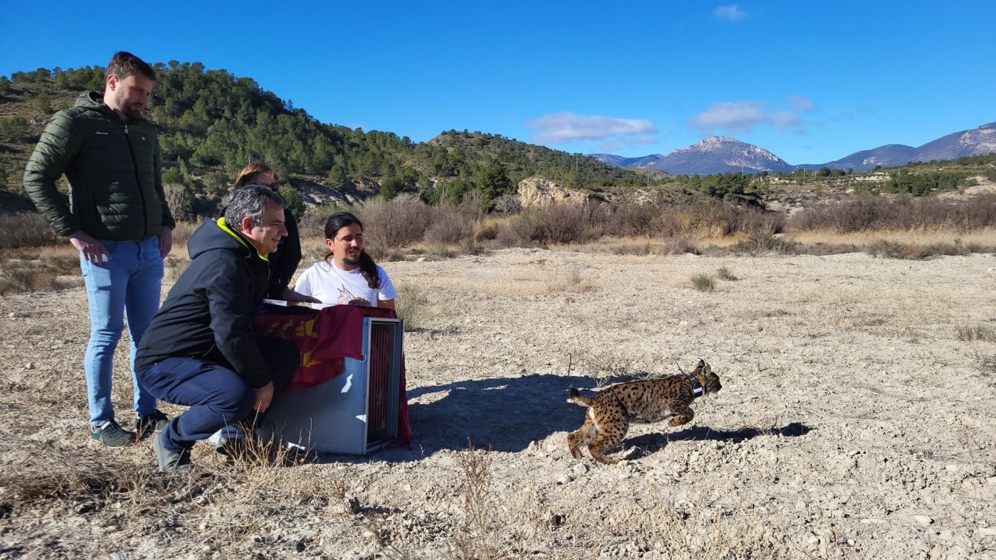 Ya son 8 los ejemplares de lince ibérico liberados en las Tierras Altas de Lorca 