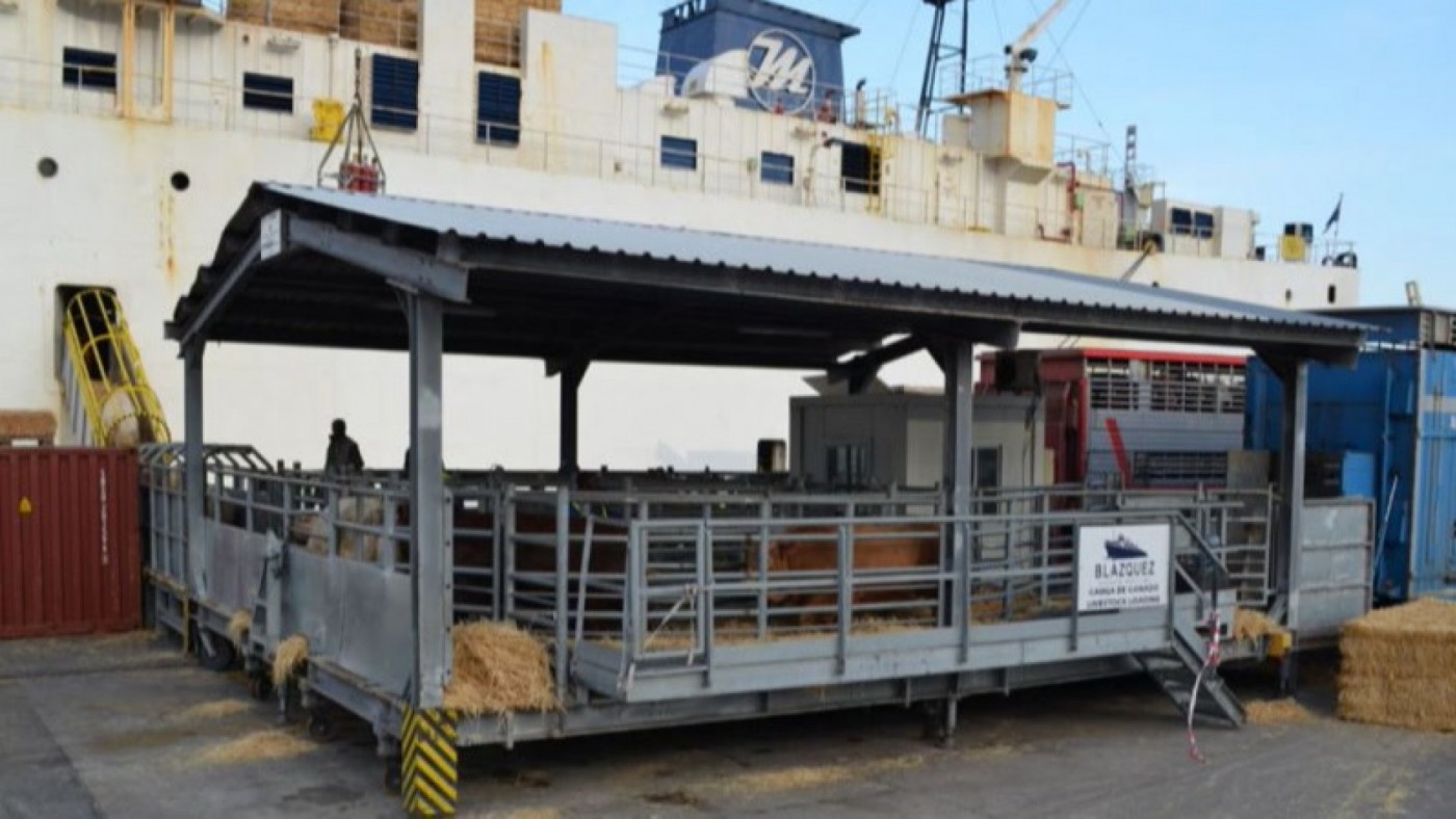 Exportación de ganado desde el puerto de Cartagena. FOTO: AUTORIDAD PORTUARIA