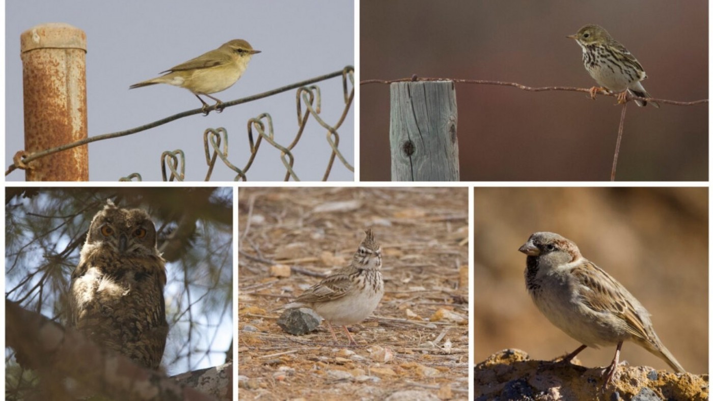 Medio centenar de aves en la Rambla del Cañar de Cartagena