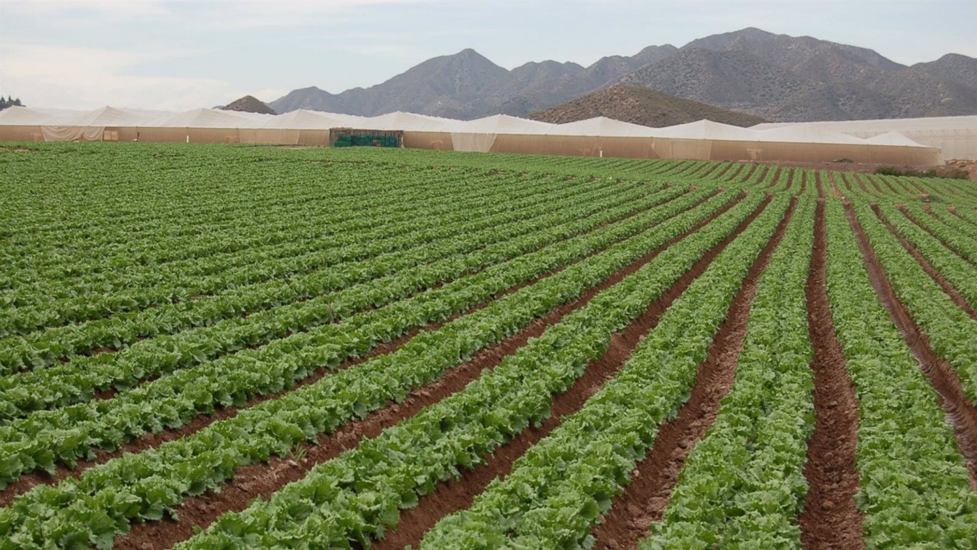 Aplican en la Región una tecnología israelí para medir el hidrógeno en las plantas