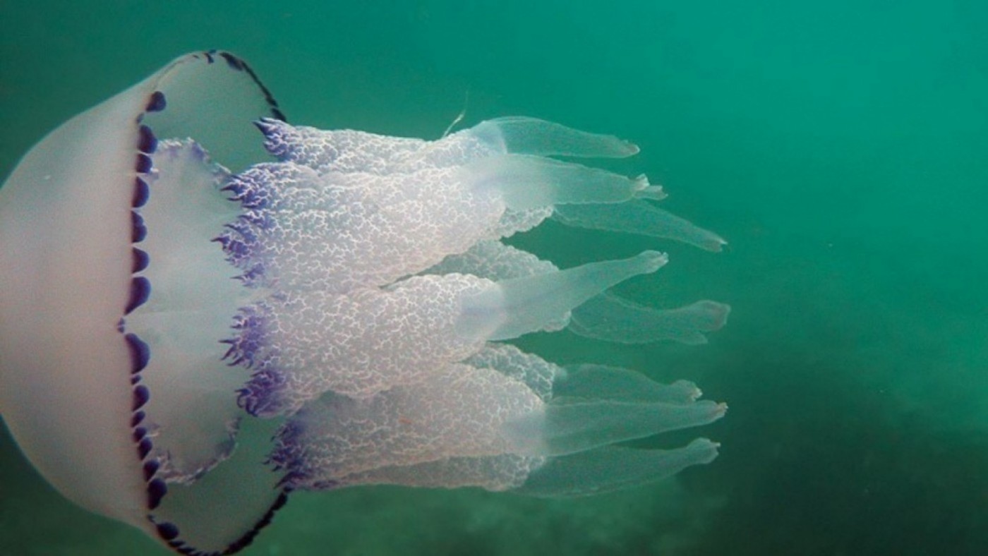 ¿Por qué hay más medusas en las playas del Mediterráneo?