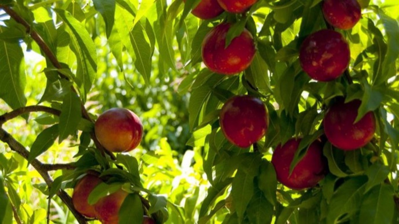 Comienza la recolecta de fruta extratemprana en la Vega Alta