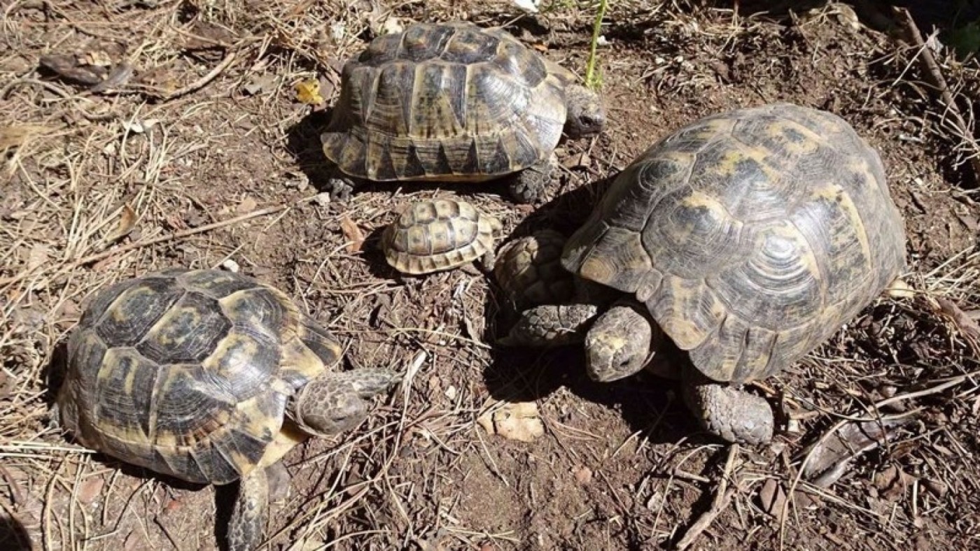 Arranca el Plan de Conservación de la Tortuga Mora