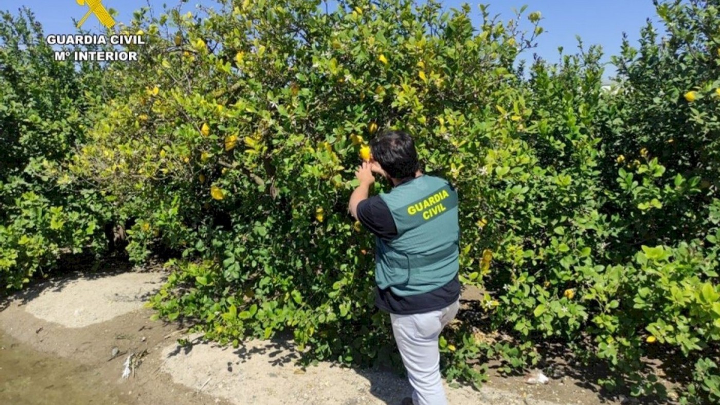 Detenidos dos empresarios de Beniel por estafar en la compraventa de más de 50.000 kilos de limones