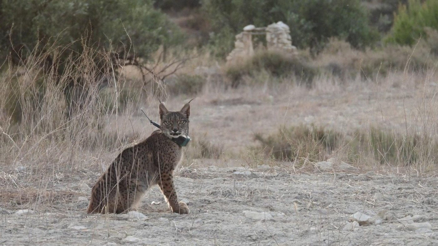 La muerte del lince Tiko no pone en peligro la reintroducción del lince ibérico en la Región