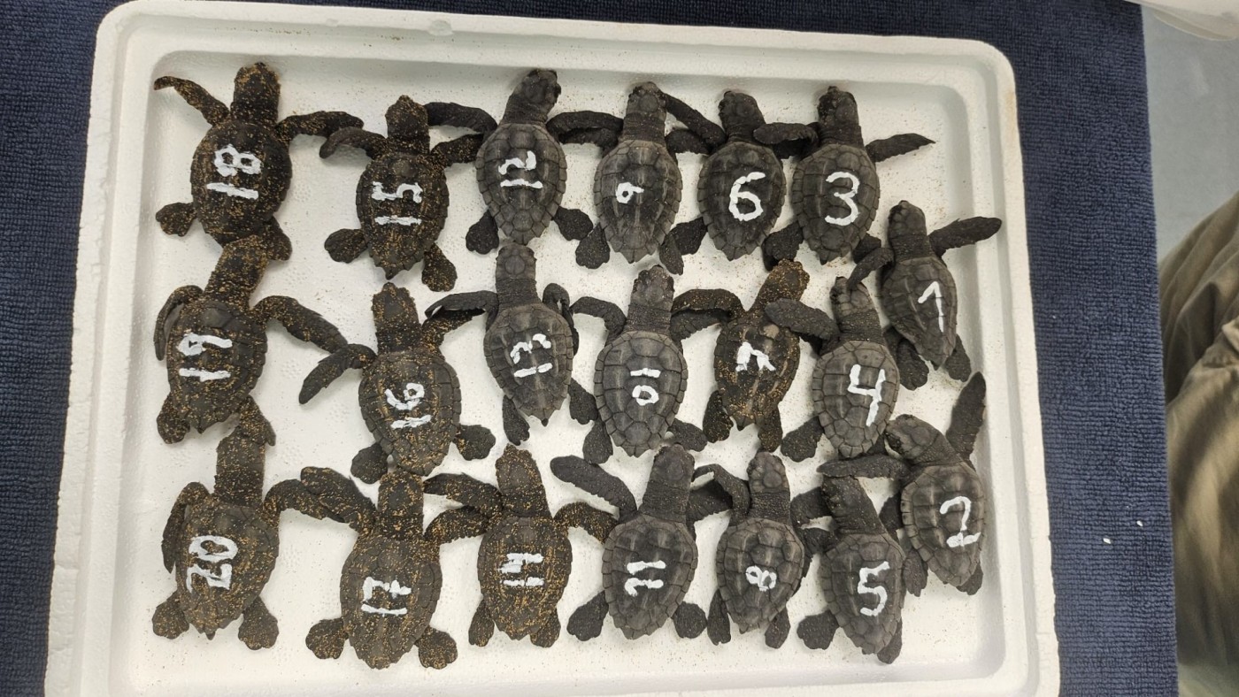 136 ejemplares de tortuga boba se han extraído de los dos nidos localizados en verano