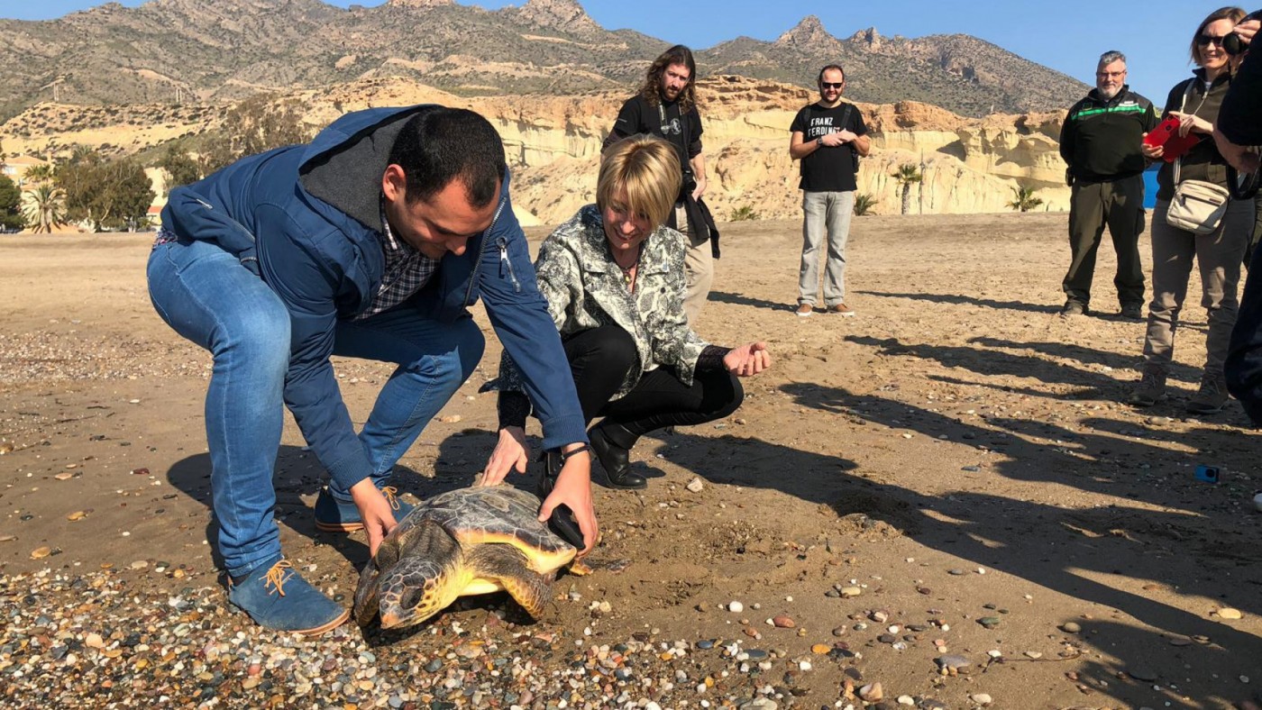 Momento en el que ha sido liberada la tortuga en Bolnuevo, Mazarrón