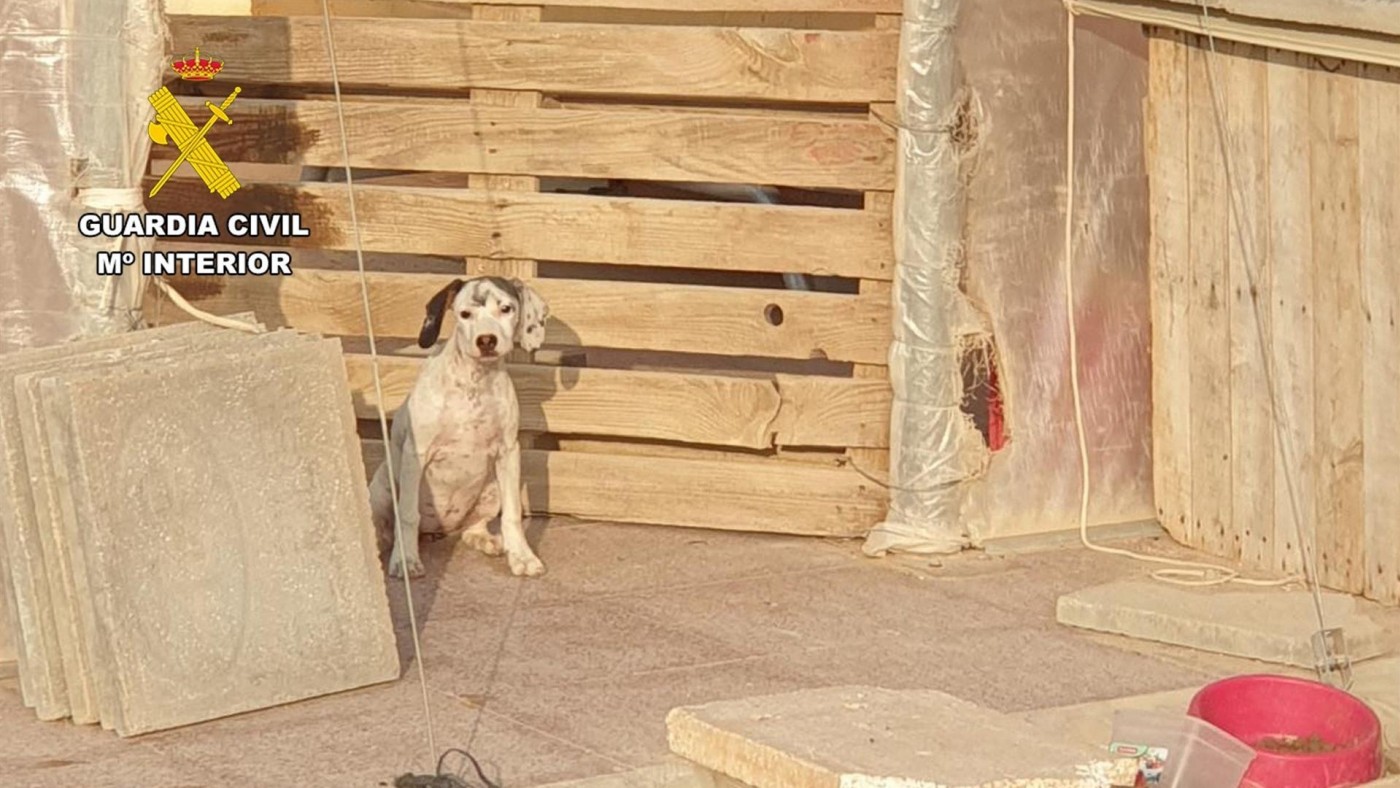 Investigada una mujer por maltrato animar al abandonar a tres cachorros en Mazarrón