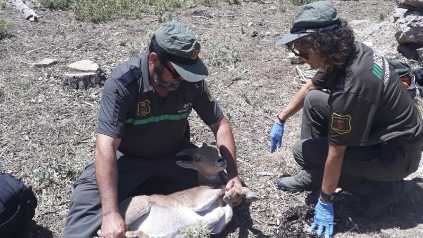 Rescatan una cría de arruí en Sierra Espuña