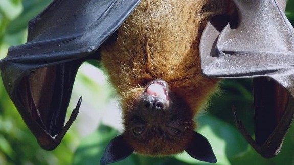 NO ES UN VERANO MÁS. El corovanirus lleva entre 40 y 70 años entre los murciélagos