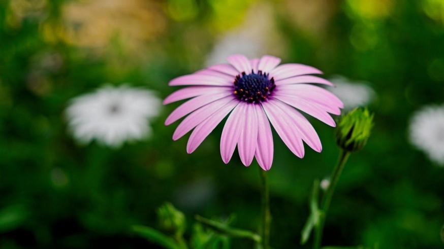 Diego Rivera "La Magia de las Plantas"