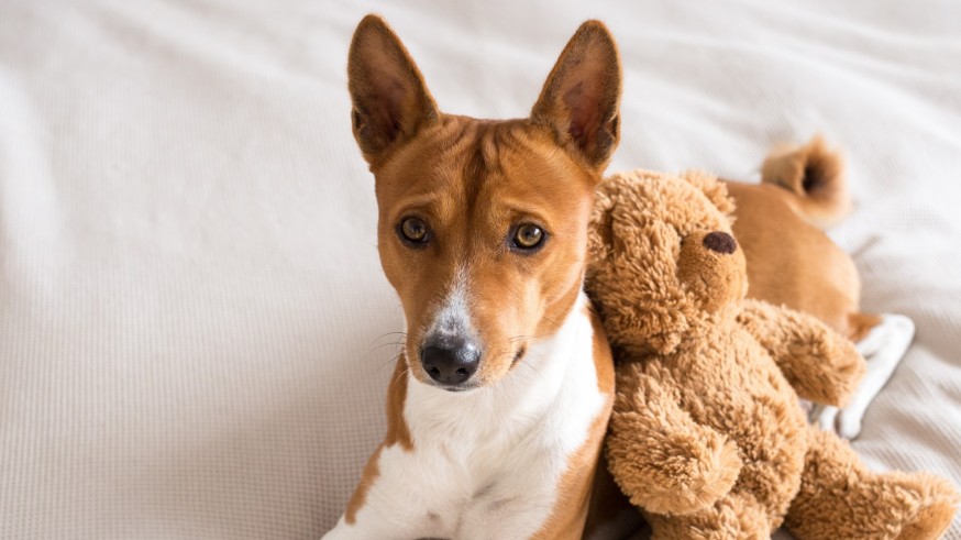 Animalicos, con Rosa Sánchez. Los regalos