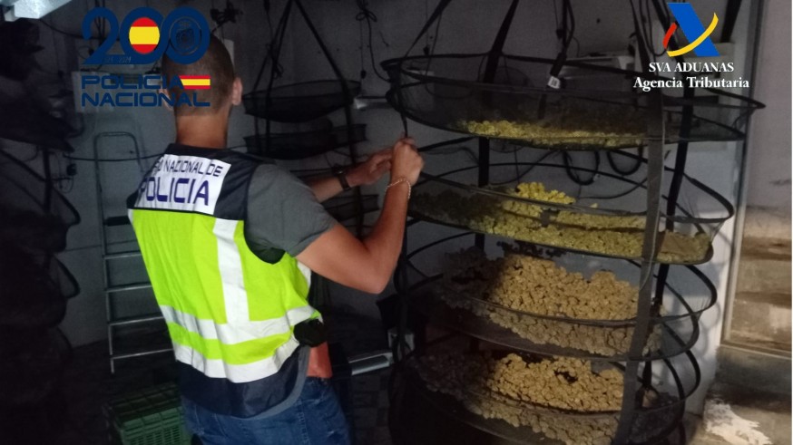 Seis detenidos y 13 registros en una operación contra el cultivo y tráfico de marihuana en Cartagena