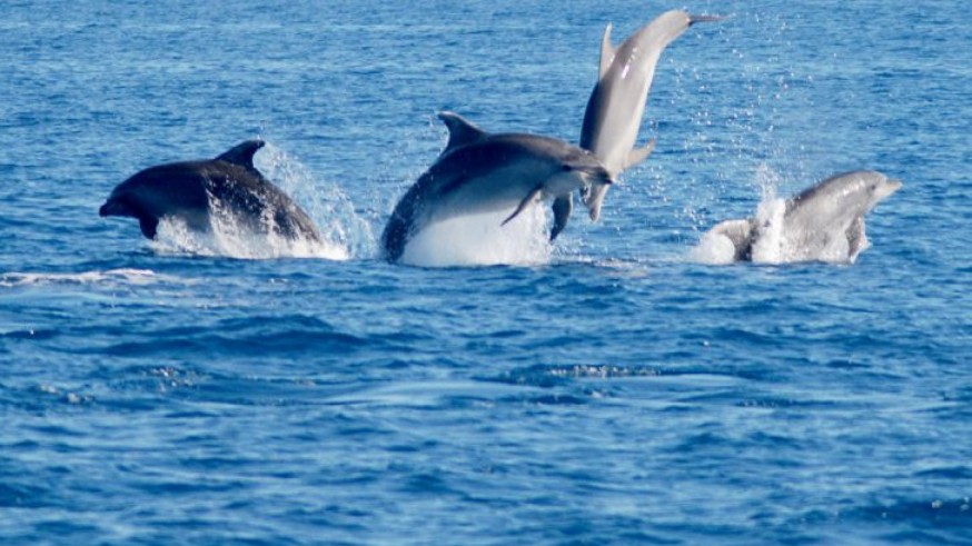 Delfines mulares. Foto de ANSE