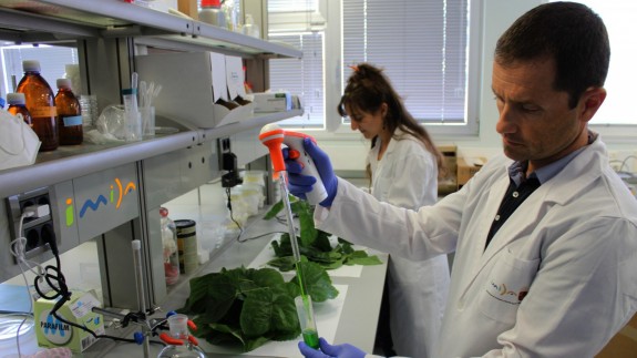 Investigadores del IMIDA durante las labores de trabajo en laboratorio con hojas de morera. CARM
