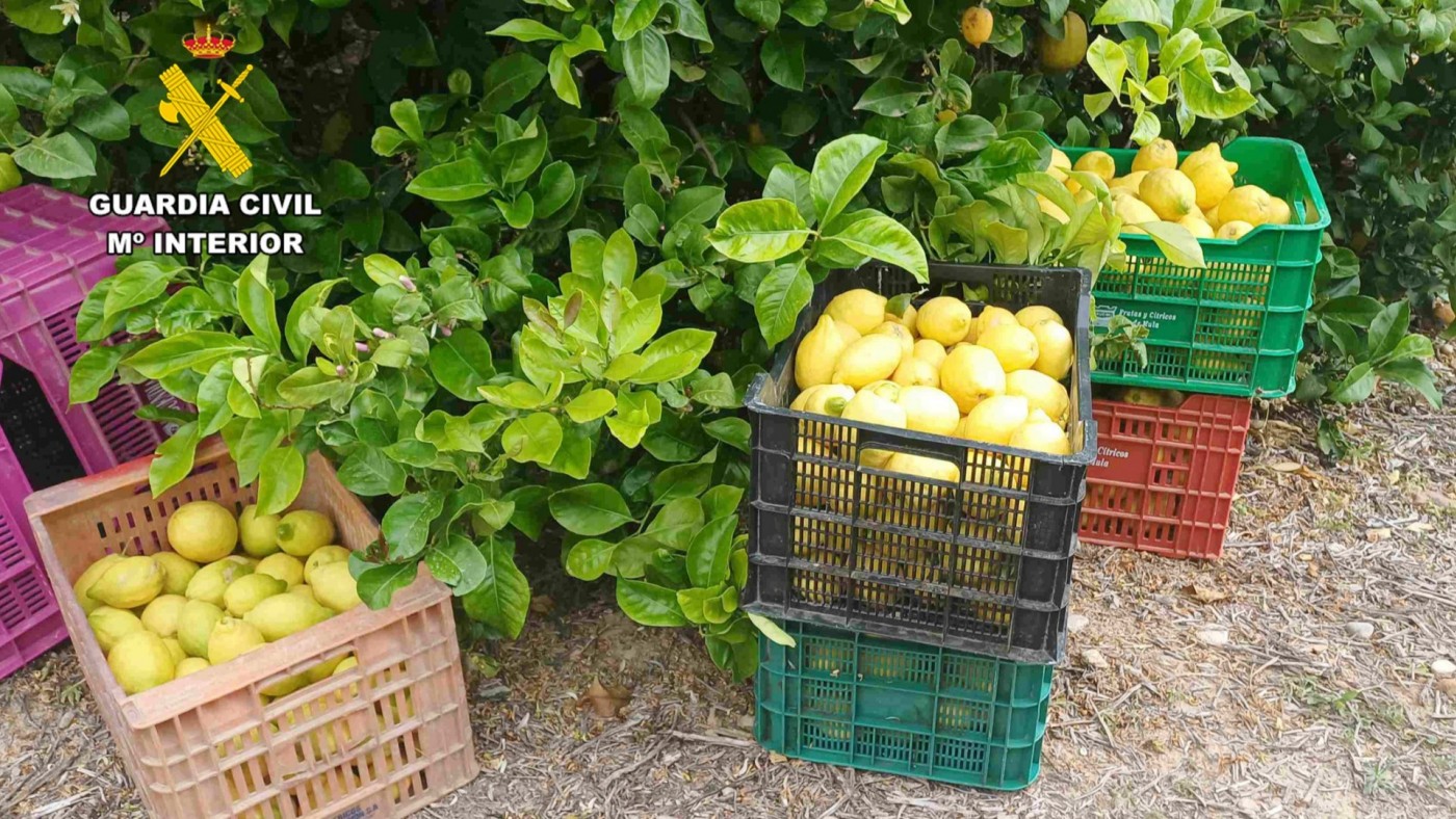 Detenidos dos vecinos de Mula por el robo de cerca de 10 toneladas de limones valorados en 10.000 euros