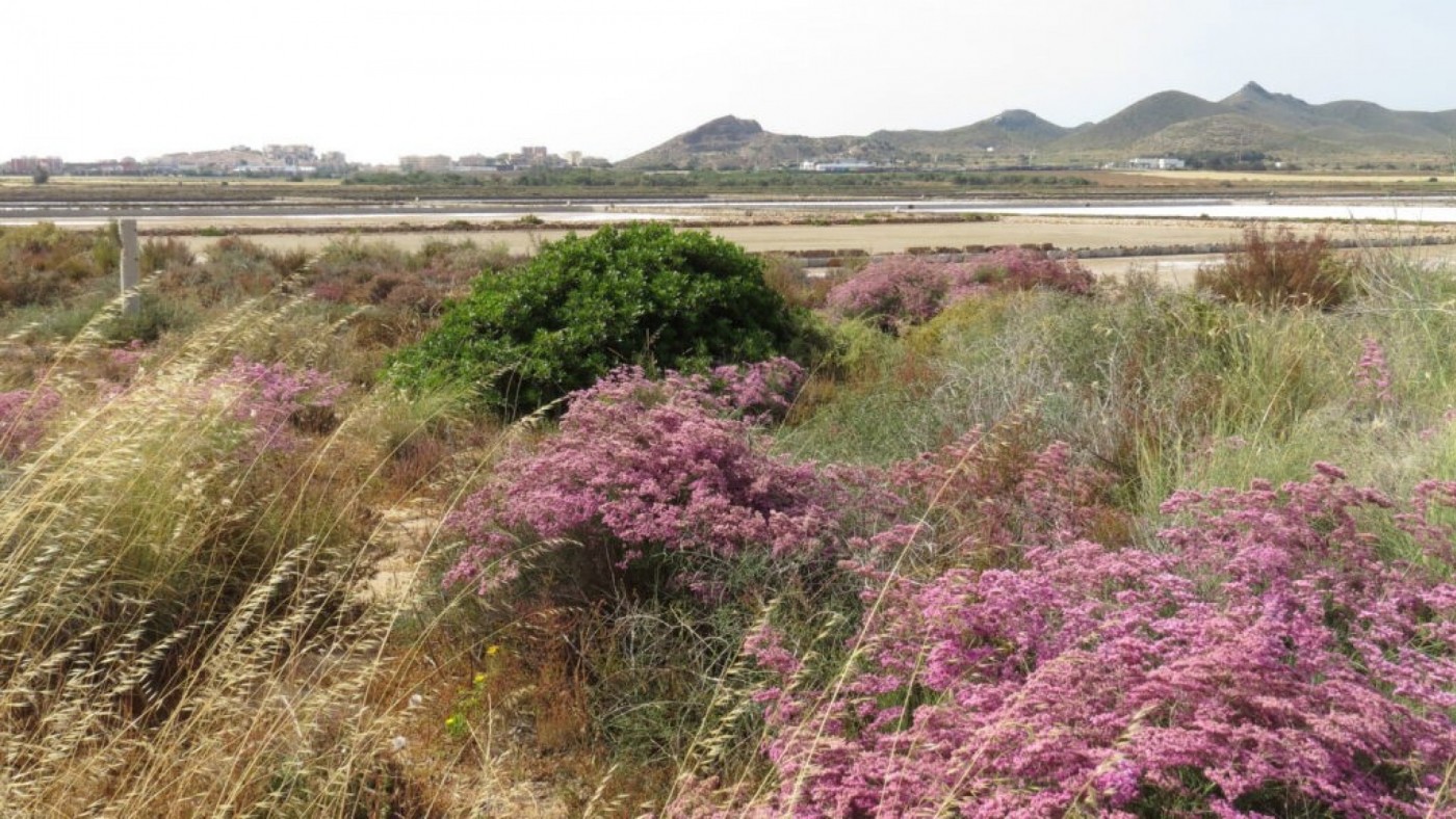 Los humedales del Mar Menor tienen ya aprobada la declaración de impacto ambiental