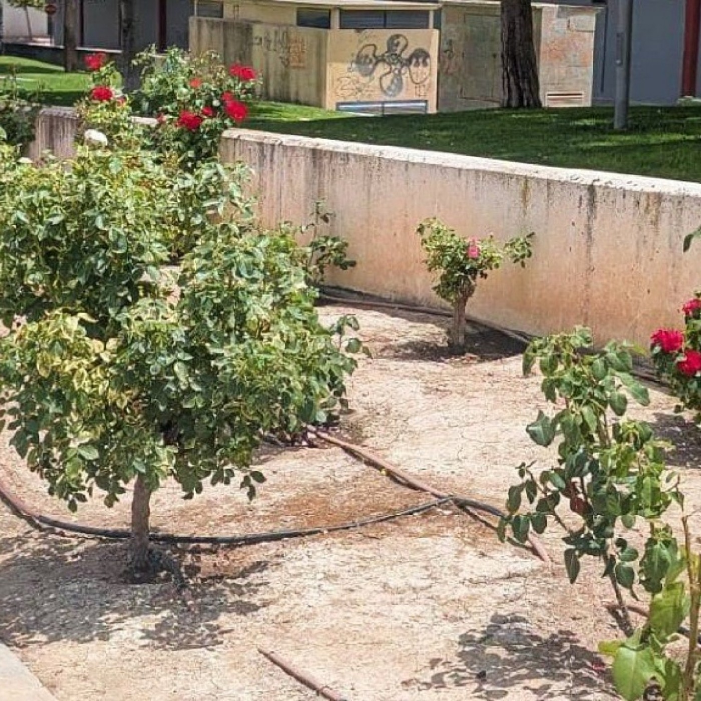 TARDE ABIERTA T07C191 Segunda edición del proyecto 'Apadrina un jardín' en Bullas (25/06/2026) episode artwork