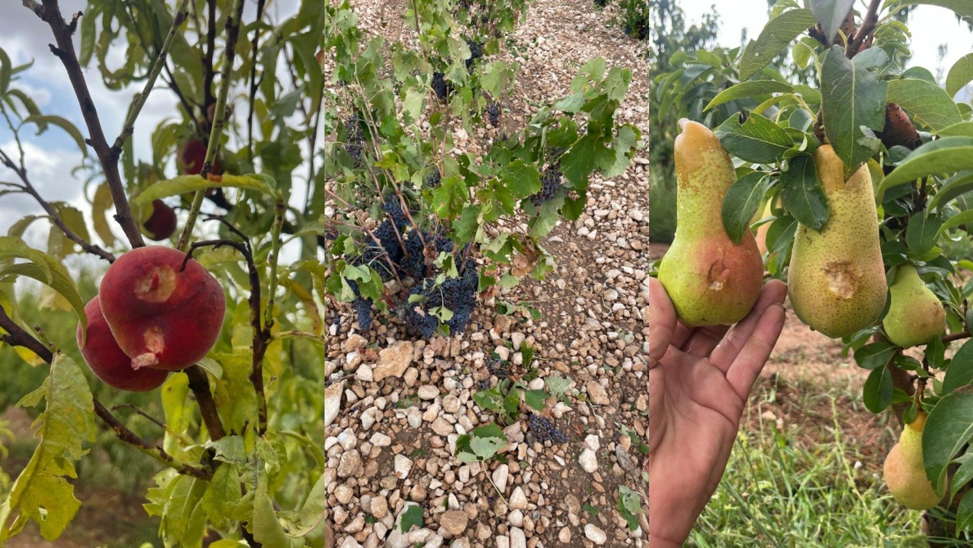 UPA-Murcia reclama ayudas directas para los agricultores afectados por las tormentas en la Región