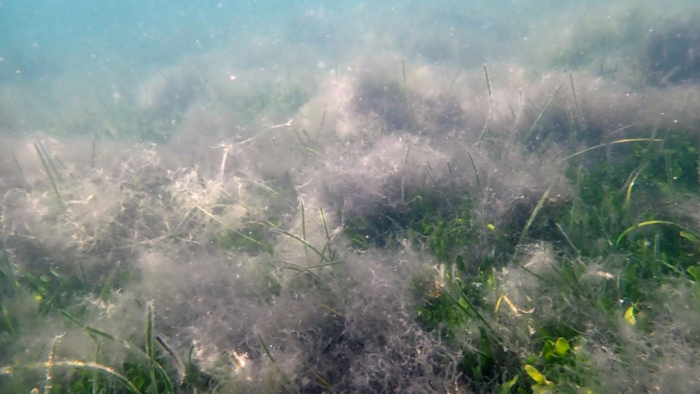 Aparecen masas de algas flotantes en el Mar Menor