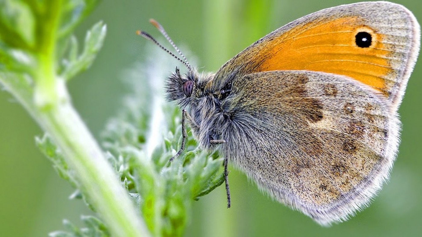 Una investigación alerta de la posible extinción local de la mariposa 'pánfila'