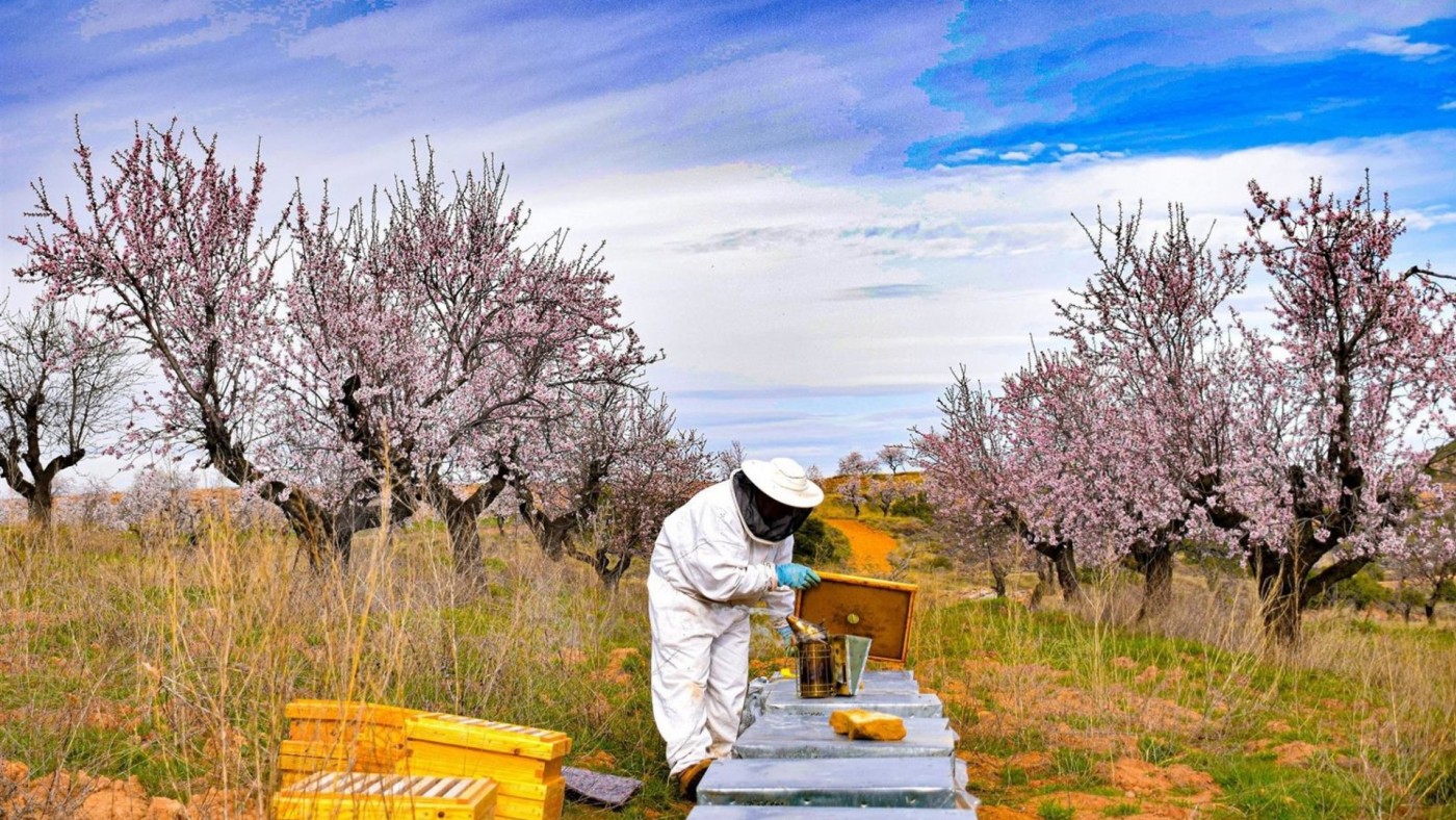 Zafra: "Movento es muy tóxico para las abejas"