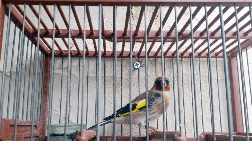 Investigado un vecino de San Pedro del Pinatar por la tenencia ilegal de jilgueros