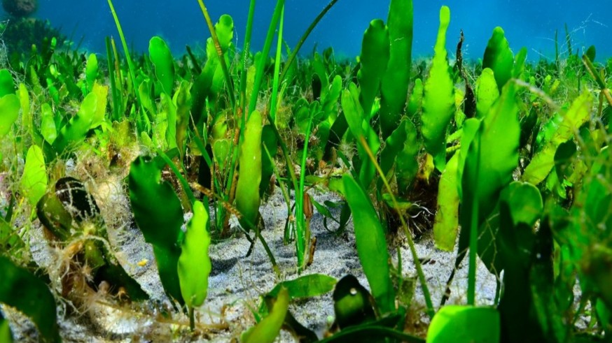 El Mar Menor recupera praderas marinas tras ocho años de crisis ecológica