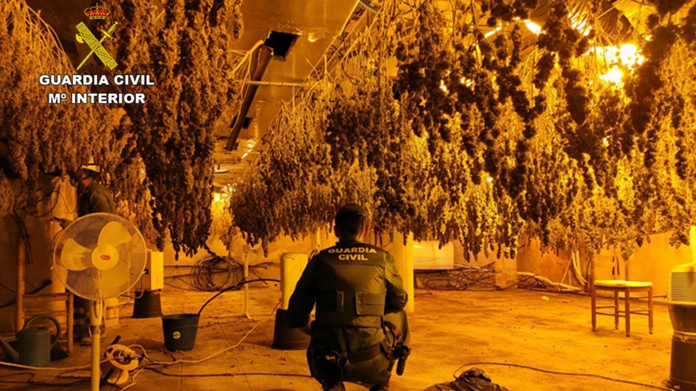 VIDEO | Desmantelan en Fortuna un grupo delictivo dedicado al cultivo de marihuana
