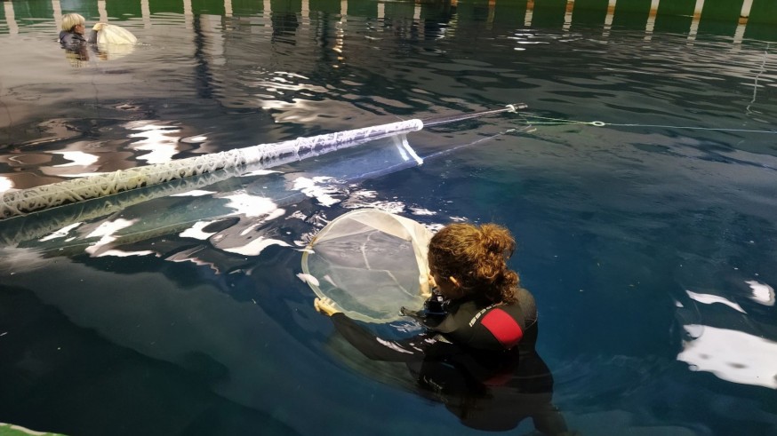 El IEO de Murcia consigue reproducir el atún rojo en tierra por primera vez