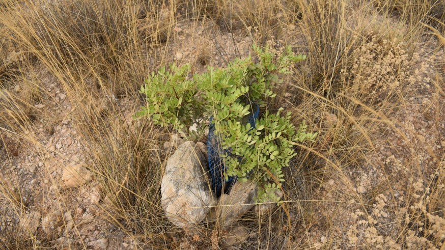 La asociación BosqueO2 organiza reforestaciones con plantas autóctonas