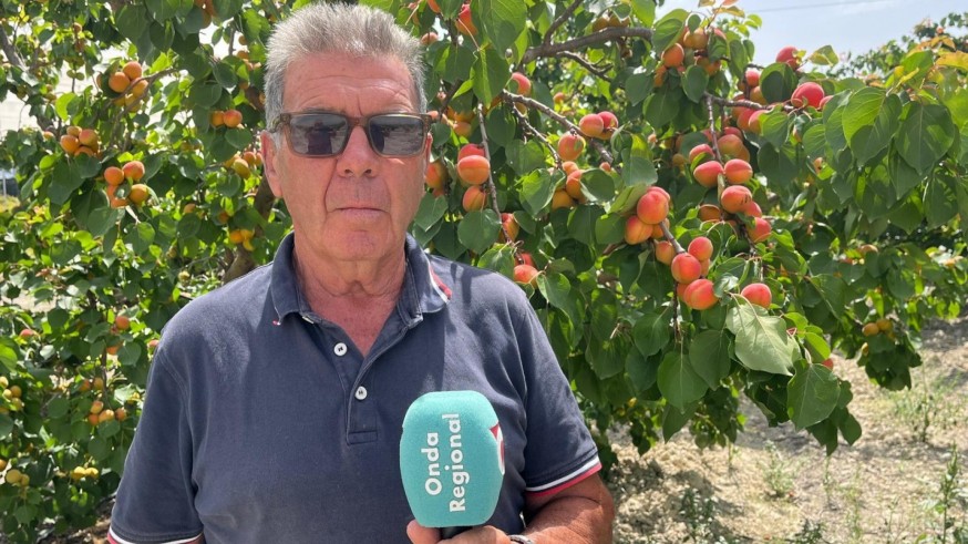 Recolectamos los mejores albaricoques con Juan García, el Lechero