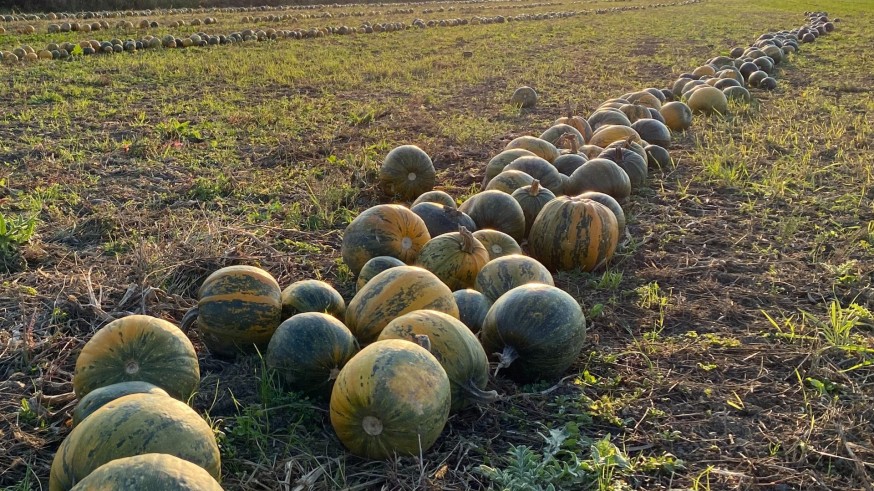 Los melones del súper serán caros, de mediana calidad y escasos