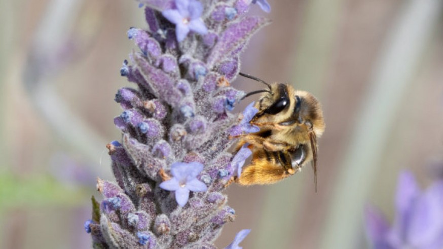 EL ROMPEOLAS. ANSE nos anima a crear jardines para proteger a las abejas