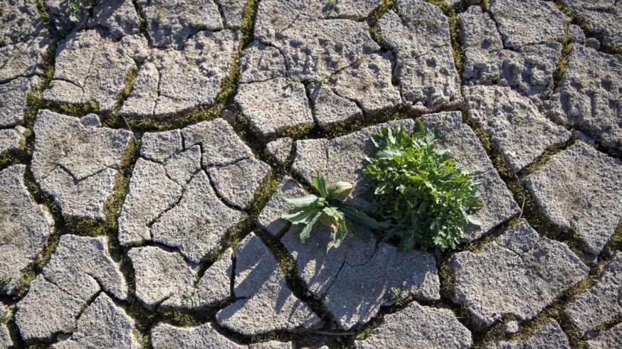 UPA reclama medidas fiscales y ayudas directas para hacer frente a la sequía