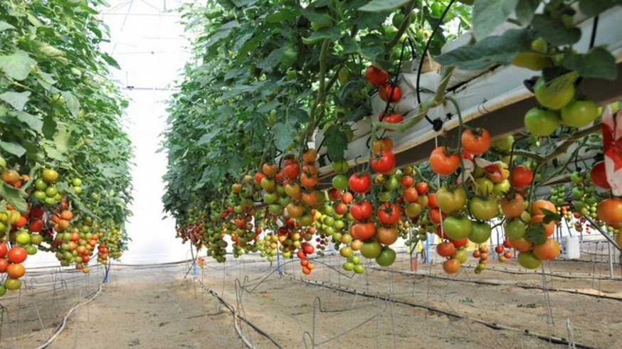 UPA alerta de la "nueva estocada" de la UE al sector del tomate