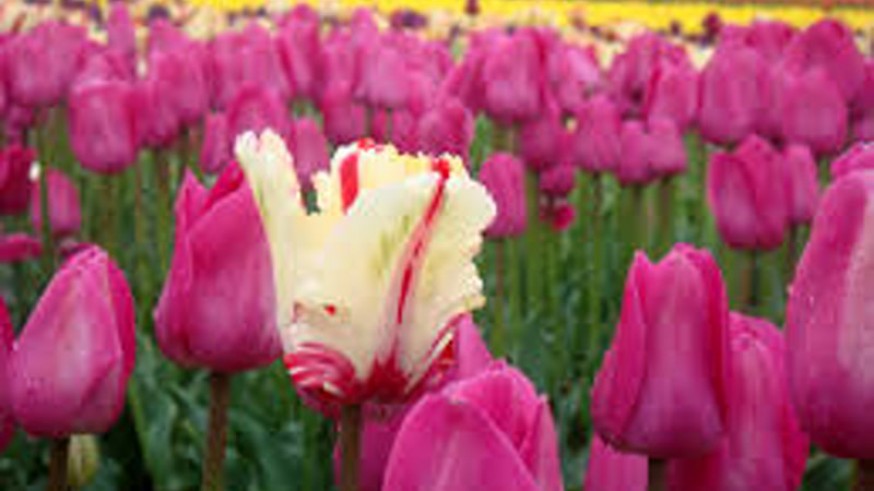Tulipanes. Pxhere.com