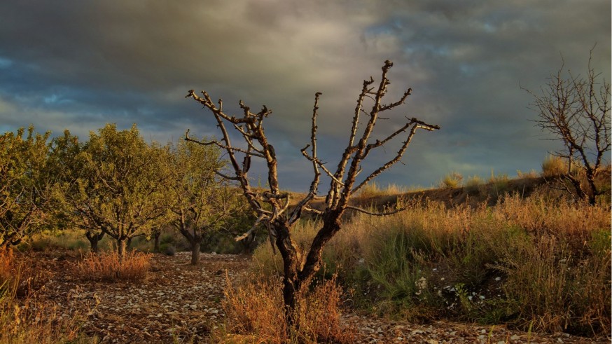 La lluvia caída en Murcia habría salvado cultivos leñosos de almendros, olivares y viñedos en zonas de secano