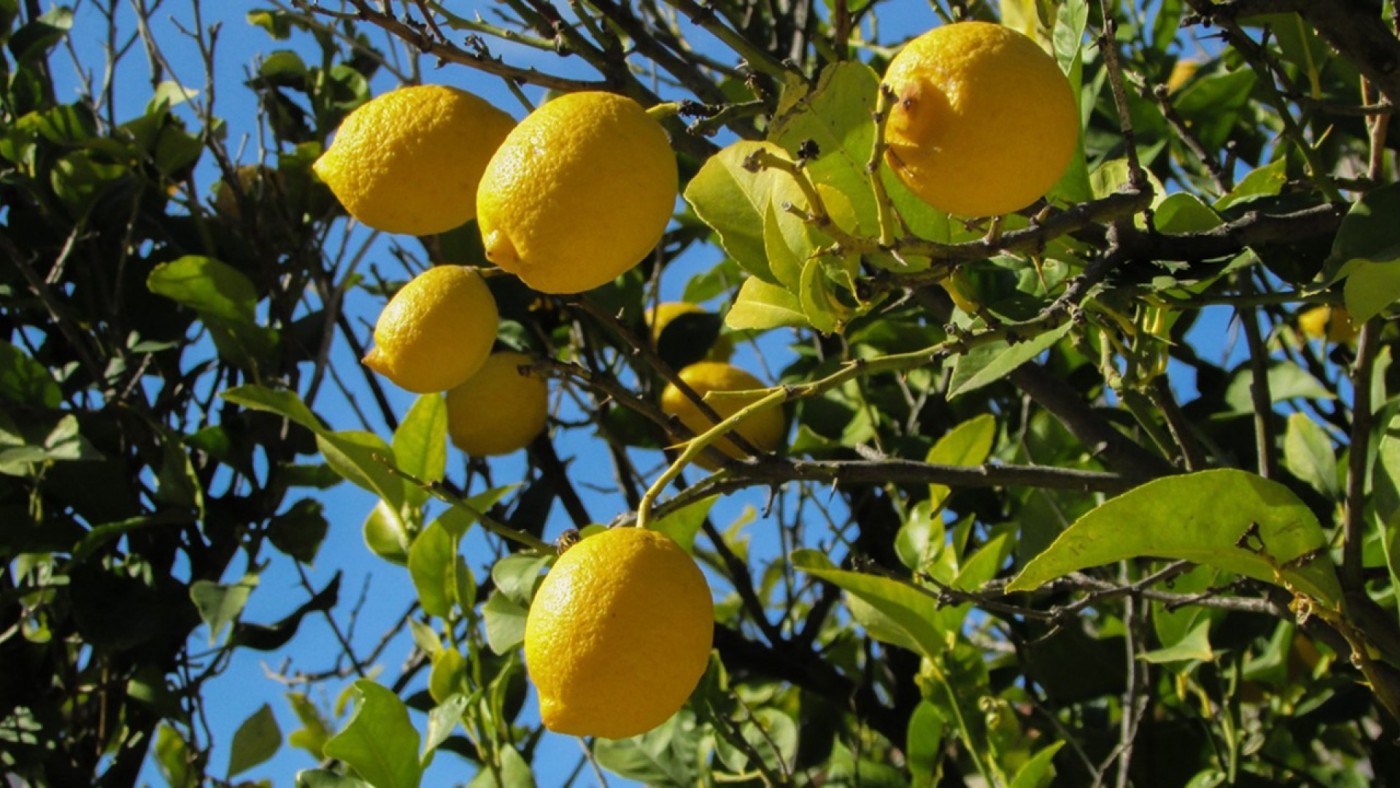 Detectan 28 casos de clorosis nervial amarilla en limoneros jóvenes de la Región de Murcia