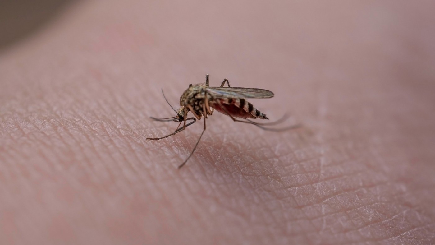 Las lluvias llenan los pantanos, pero también disparan la población de mosquitos