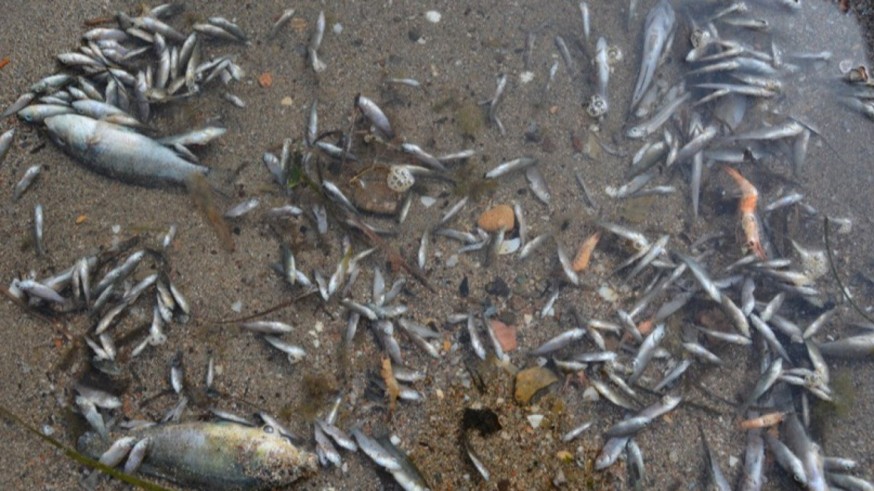 Peces muertos en el Mar Menor. ANSE/ WWF