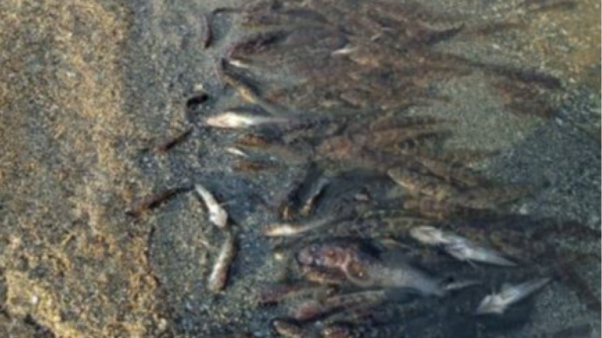 ANSE concluye que los bajos niveles de oxígeno explicarían la muerte de los peces