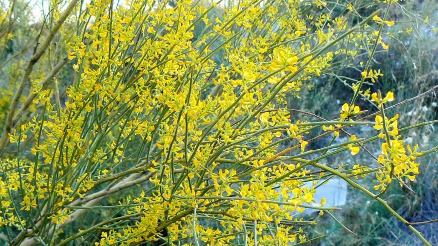 Conociendo Sierra Espuña. La floración de los arbustos amarillos
