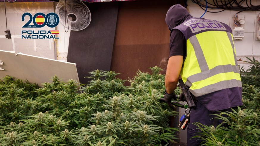 Desmantelan dos narcopisos en Cartagena con plantas de marihuana y cogollos