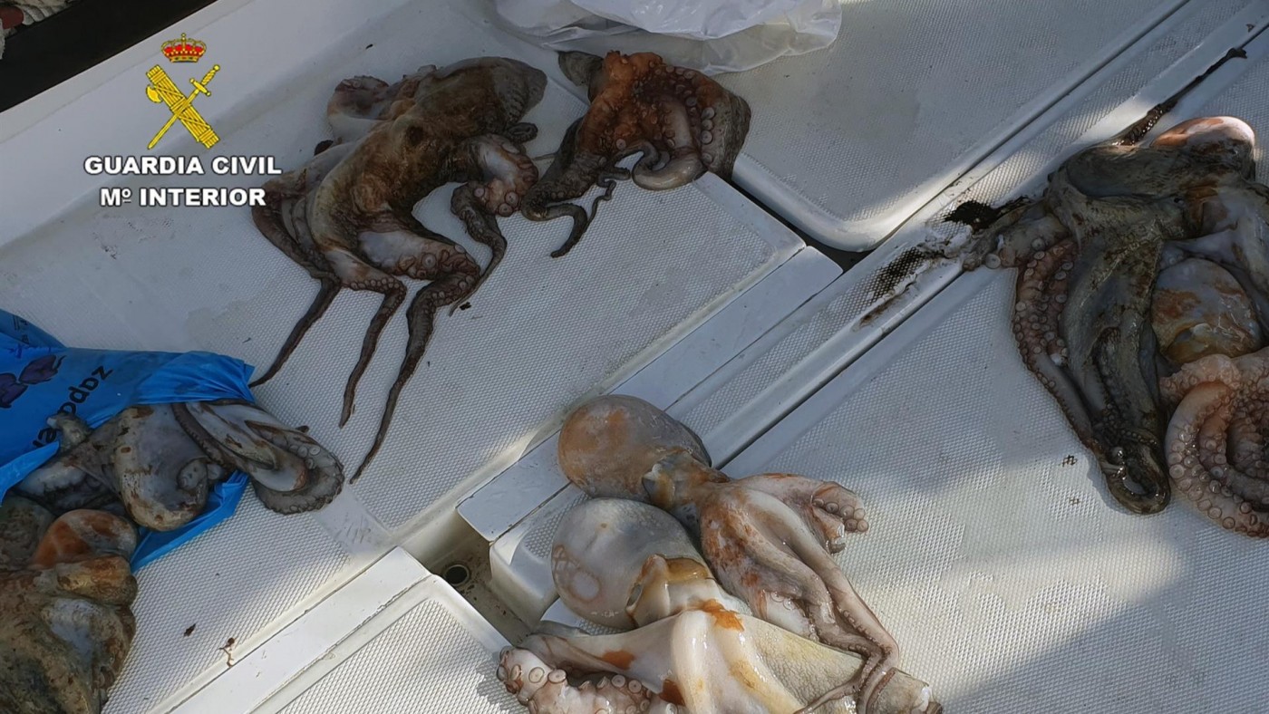 Decomisan 15 ejemplares de pulpo de talla inferior a la permitida en Águilas