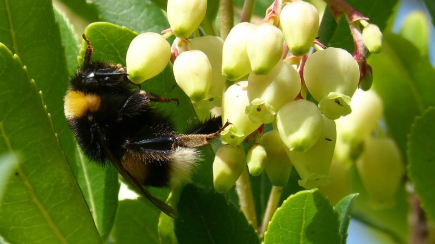 Flores de madroño y abeja