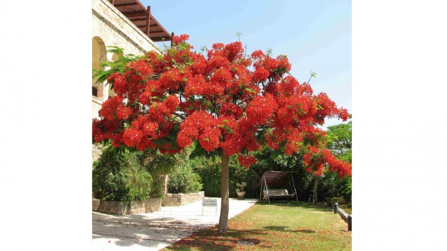 La Magia de las Plantas. Plantas tropicales