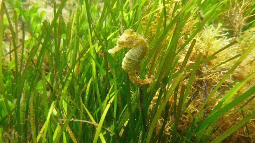 El Banco de Especies del Mar Menor acelera la incorporación de nuevas especies 