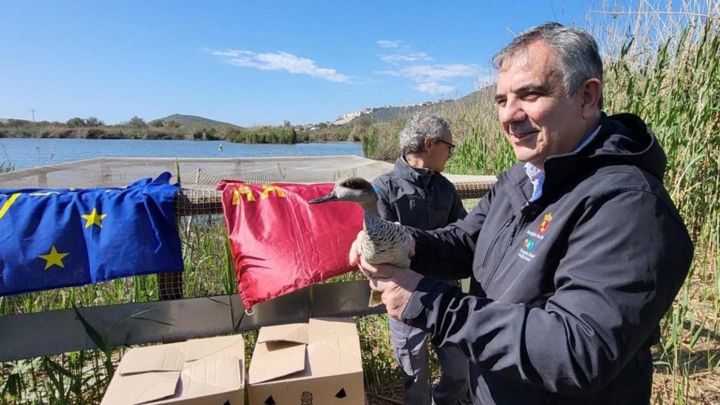 La Región de Murcia alcanza los 100 ejemplares de cerceta pardilla liberados en su programa de reintroducción