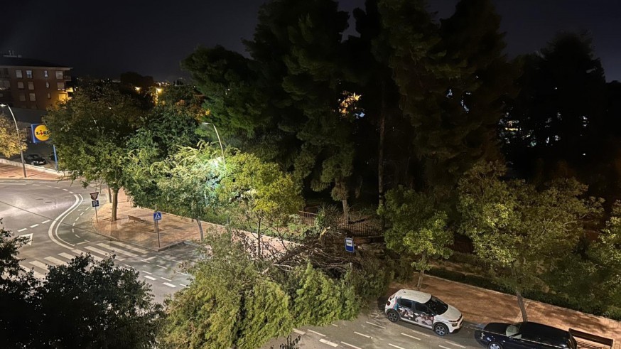 Un pino de grandes dimensiones se desploma en alameda de Cervantes de Lorca